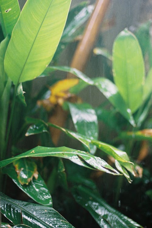 Free Lush Leaves in Rain Stock Photo