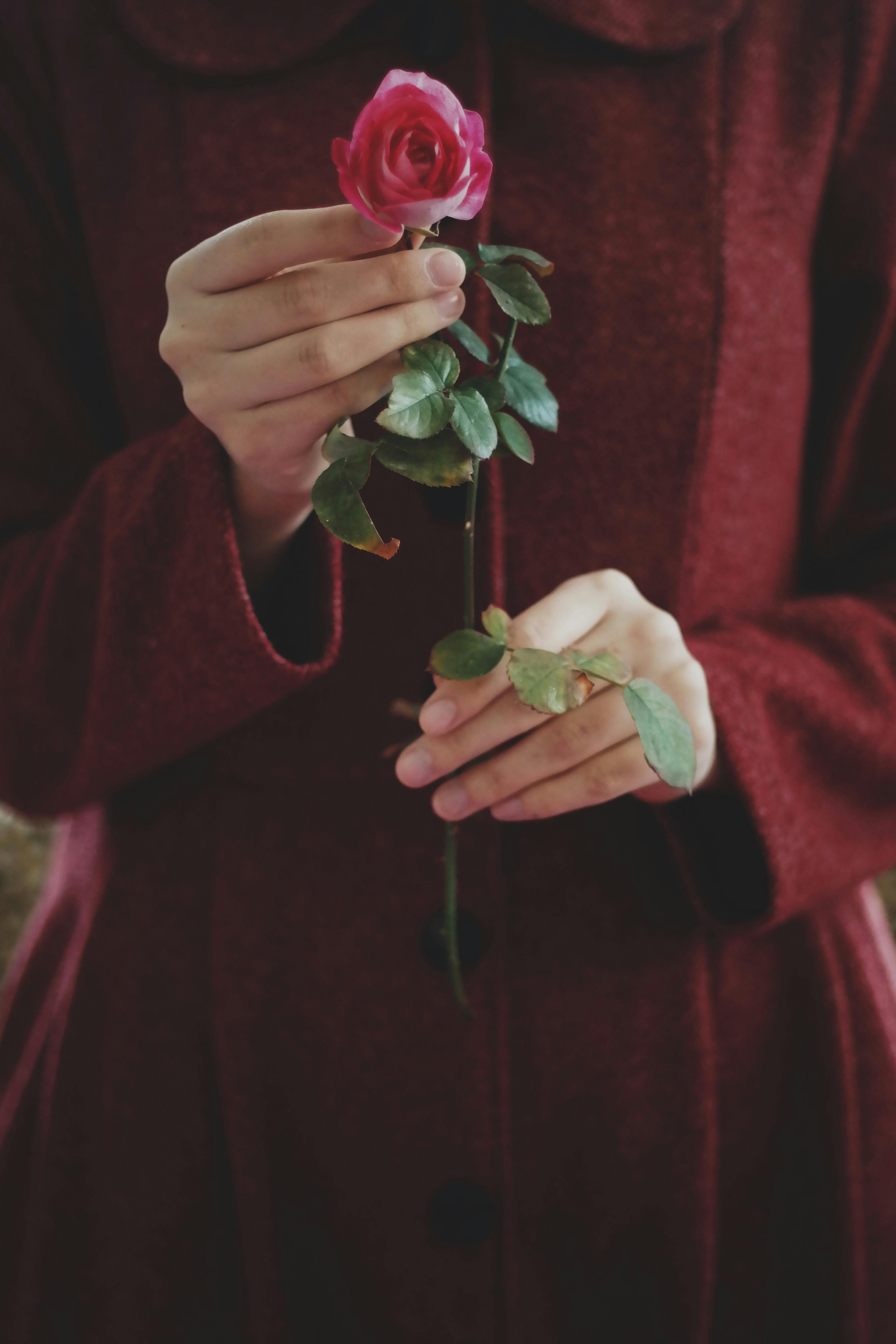 A person holds a delicate red rose, capturing simplicity and elegance in a humbling scene.