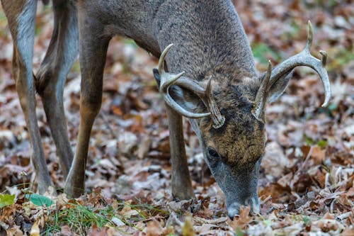 Brown Deer in Close Up Shot