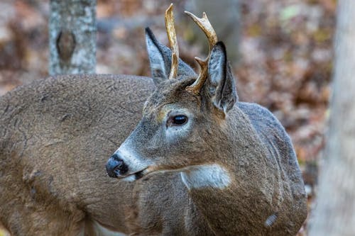 Brown Deer in Close Up Shot