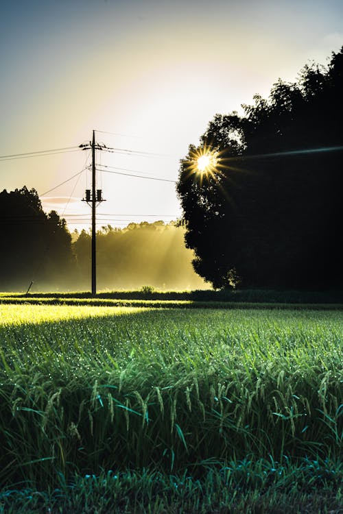 คลังภาพถ่ายฟรี ของ การเกษตร, ชนบท, ช่วงแสงสีทอง