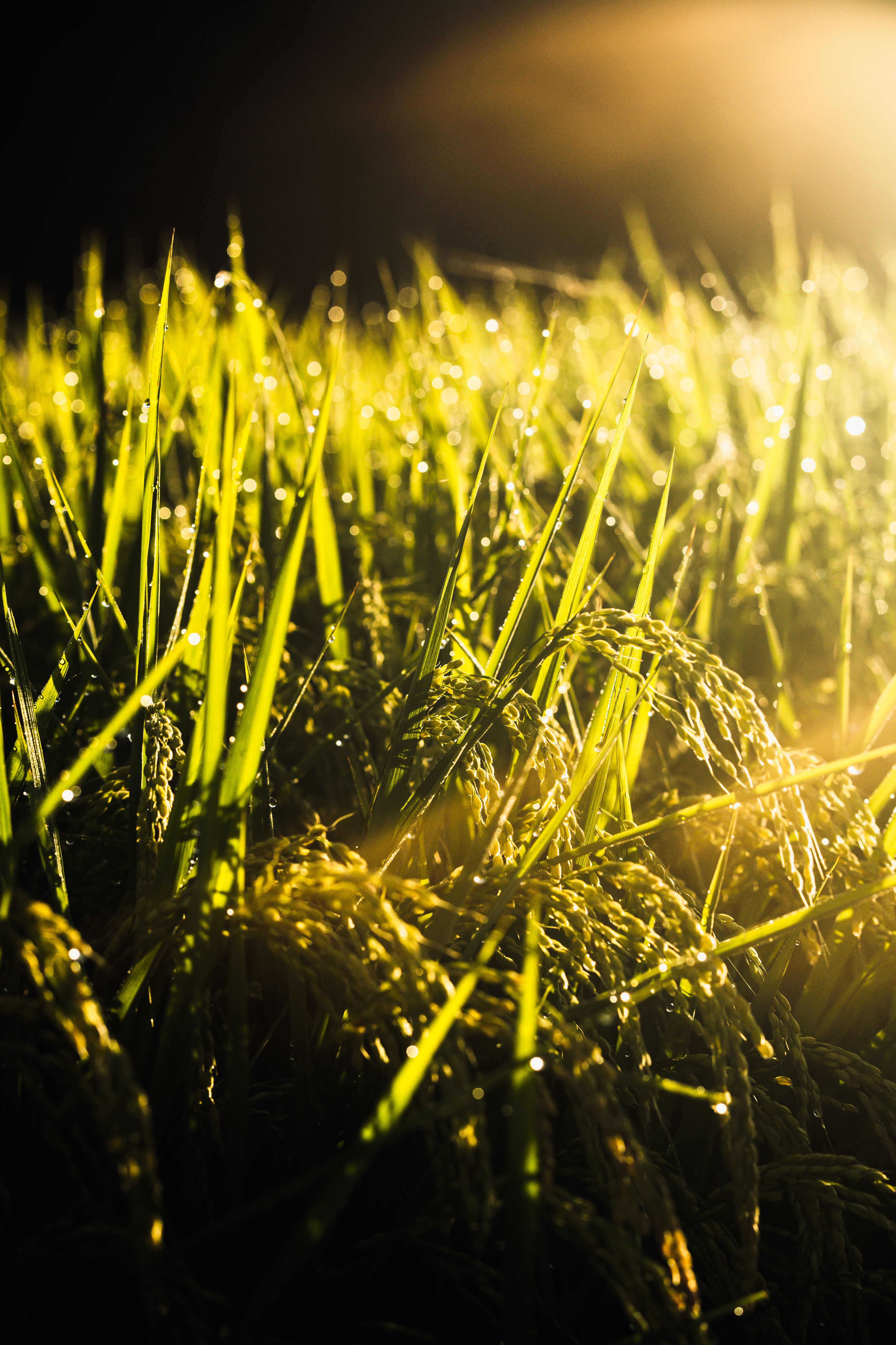 Green Grass in Close Up Shot · Free Stock Photo
