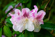 粉红与白色的杜鹃花生机勃勃地绽放，绿叶郁郁葱葱