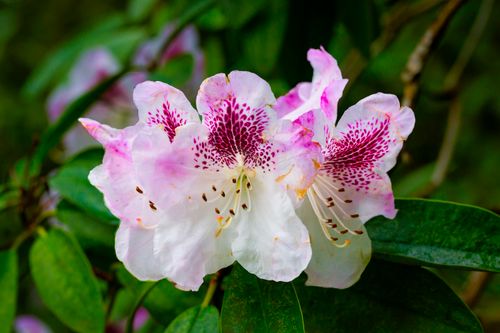 Free Vibrant pink and white rhododendron flower in full bloom with lush green foliage. Stock Photo