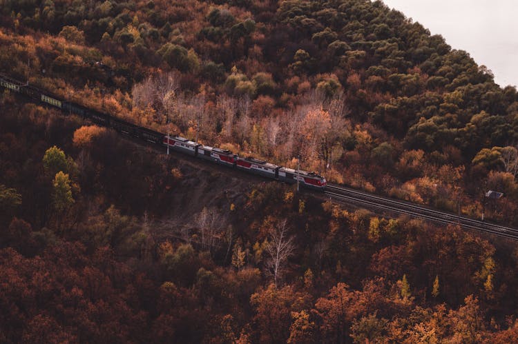 Train On Railway Road In Forest