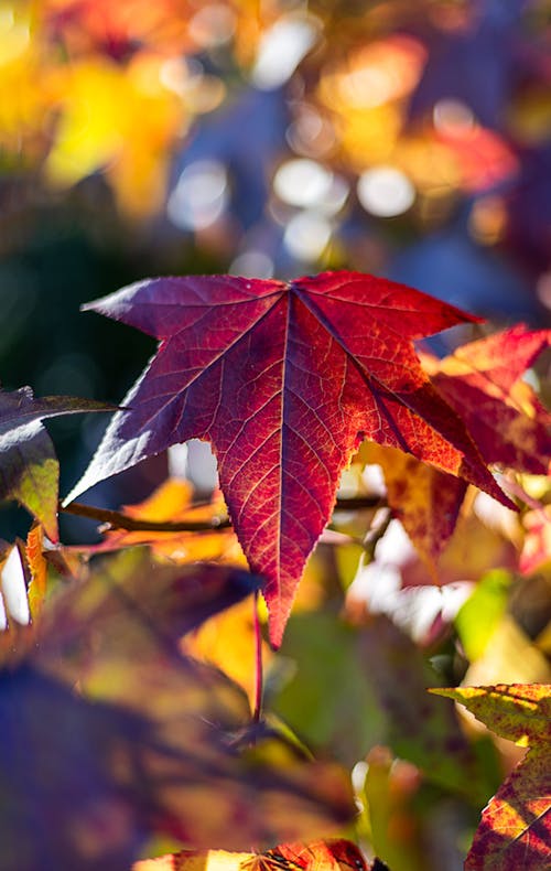 Free stock photo of colors of autumn, fall foliage, red leaf Stock Photo