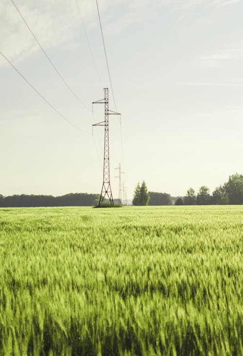 Free A Green Grass Field with Electric Post in the Middle Stock Photo