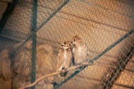 动物园围栏内的树枝上栖息着两只猫头鹰，展示了圈养的野生动物