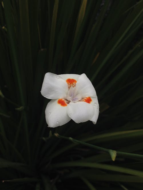 Fotobanka s bezplatnými fotkami na tému africký kosatec, dietes iridoides, flóra