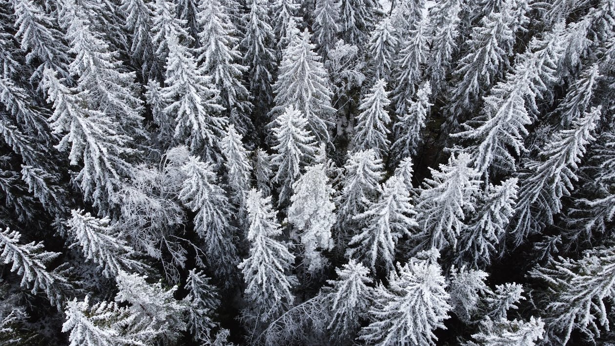 Imagine de stoc gratuită din acoperit de zăpadă, alb-negru, arbori