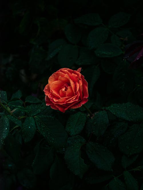 Free A Red Rose in Bloom with Dark Green Leaves Stock Photo