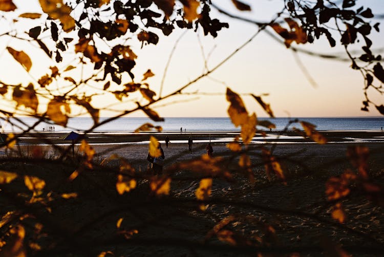 Sea And Beach Behind Leaves Of Tree