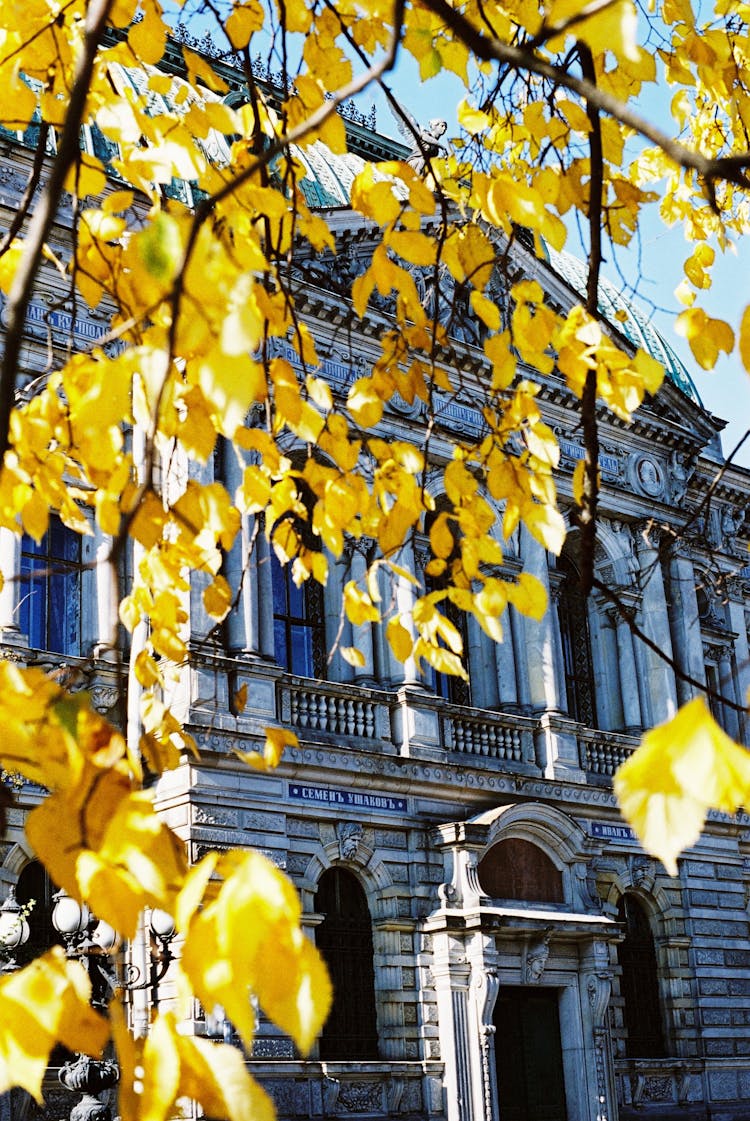 Old City Building Under Tree Golden Leaves