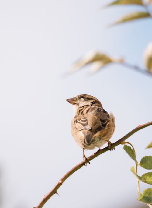 Free A Eurasian tree sparrow perched on a slender branch against a clear sky. Stock Photo
