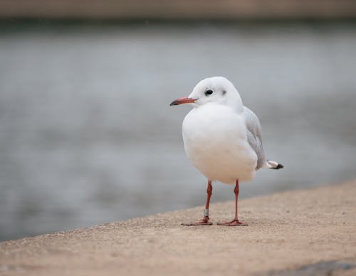 Close-Up of a Bird