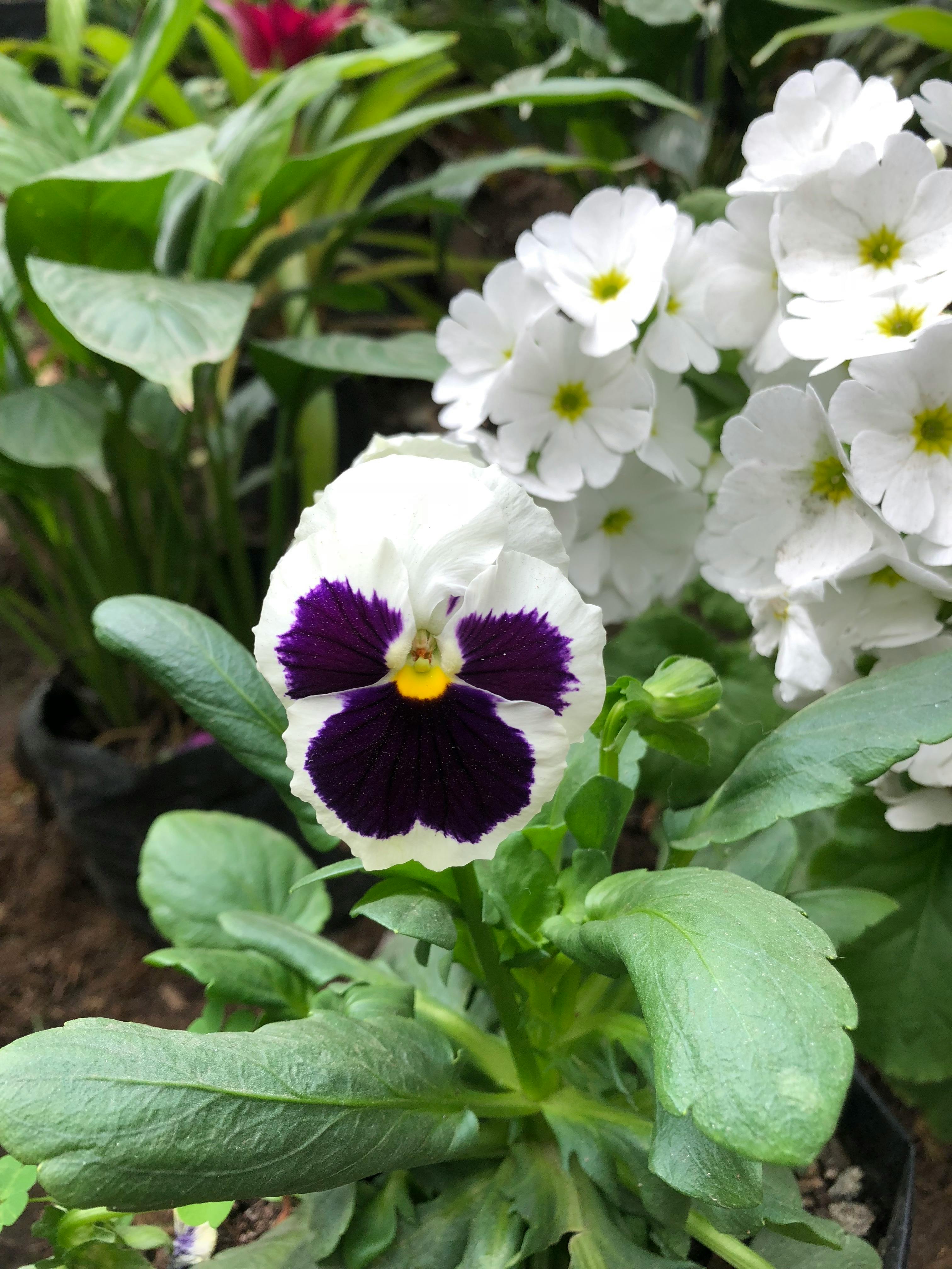 Un viajero de pie en la cima de una montaña, contemplando un vasto paisaje natural al atardecer, simbolizando la aventura y los viajes de por vida.