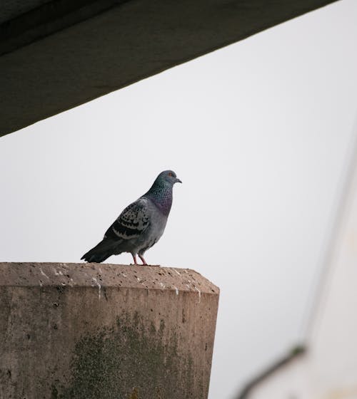 Photo of a Pigeon on a Concrete Surface