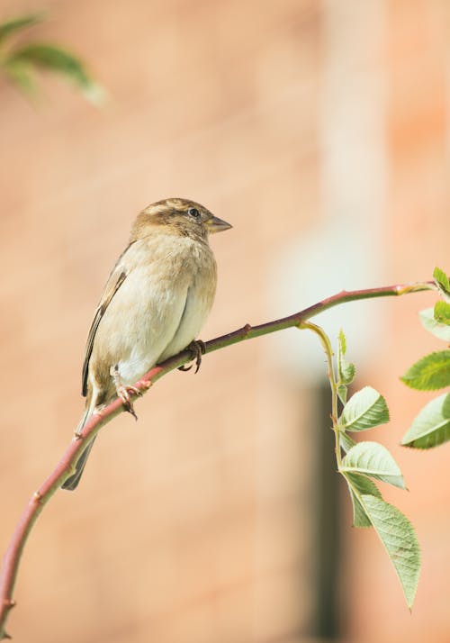 Free A Sparrow Perched on a Stem  Stock Photo