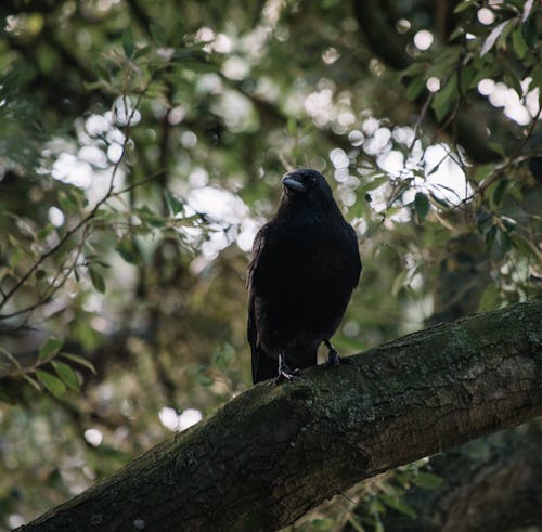 Darmowe zdjęcie z galerii z czarny ptak, dzika przyroda, gałąź drzewa