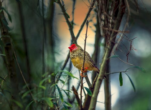 Free Brown Bird in Shallow Photo Stock Photo