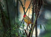 一只色彩鲜艳的红头鸟充满活力地栖息在茂密森林绿地的树枝上