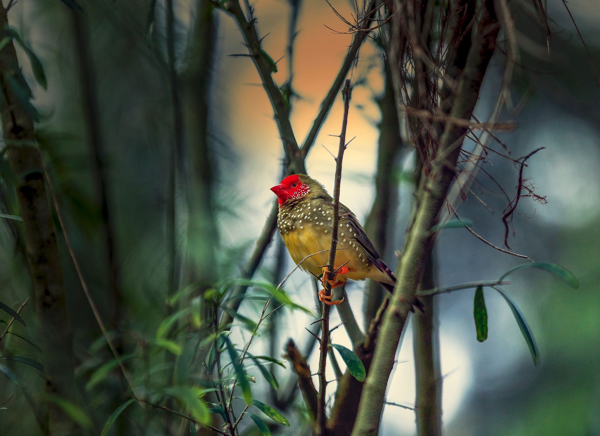 Brown Bird in Shallow Photo