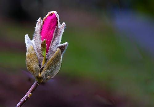 Selective Focus Photography Of Pink Rose Flower Bud