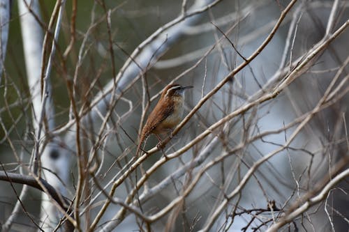 Selective Focus Photo of a Brown Wren on a Wooden Branch