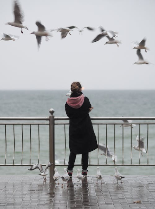 Gratis lagerfoto af bevægelse, flyve, fugle