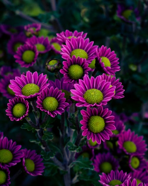 Close-Up Shot of Purple Flowers in Bloom