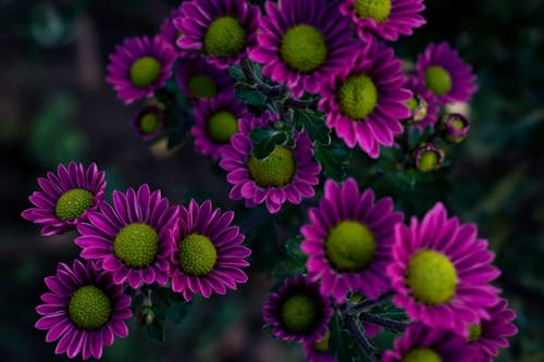 A Chrysanthemum Flowers in Full Bloom