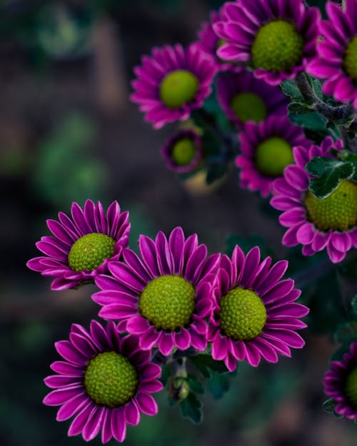 A Beautiful Chrysanthemum Flowers in Full Bloom