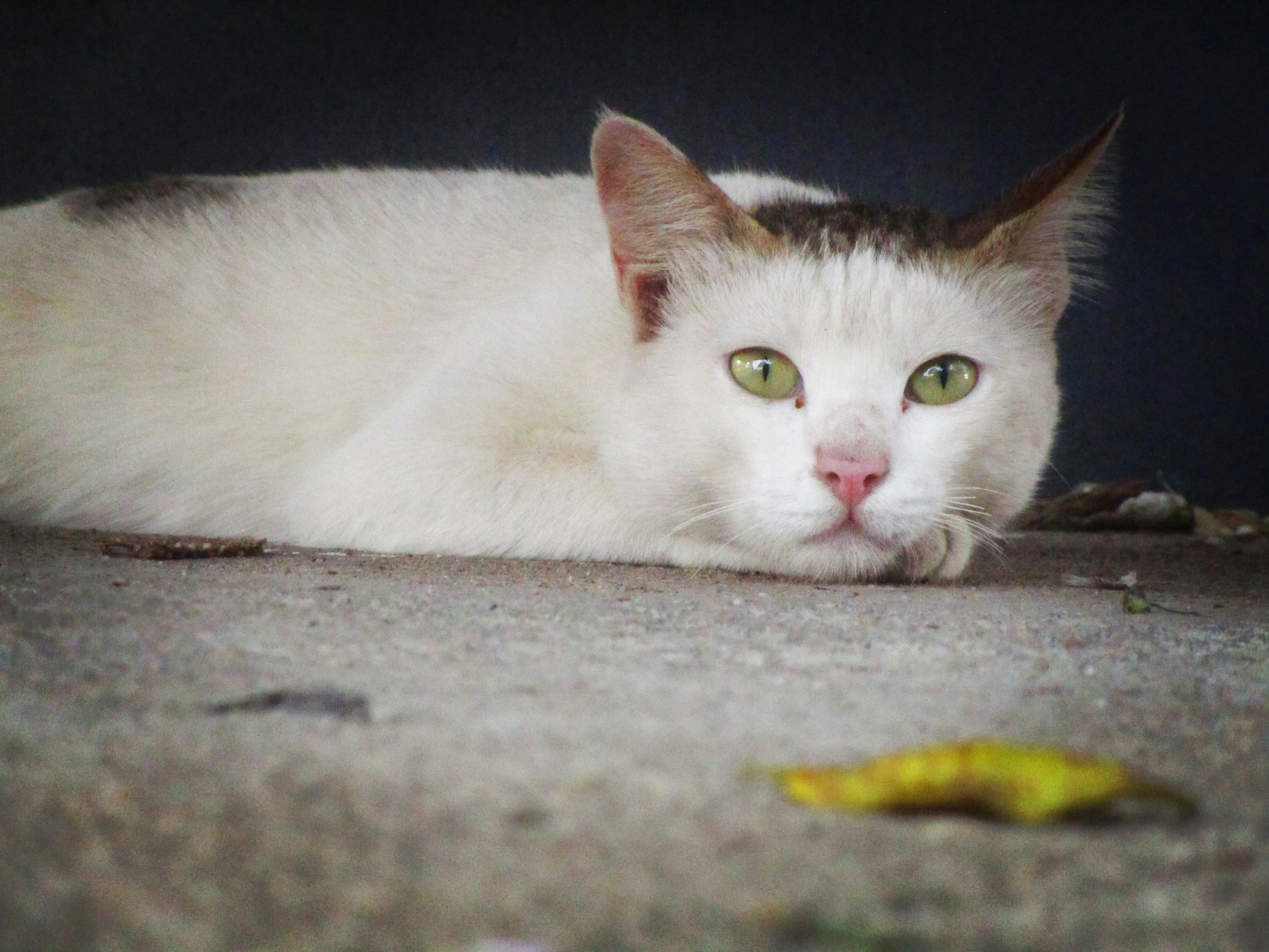 Free stock photo of cat, cat face, cat's eyes