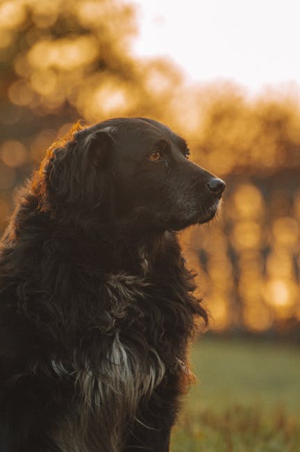 Captivating portrait of a black dog basking in the warm glow of sunset outdoors.