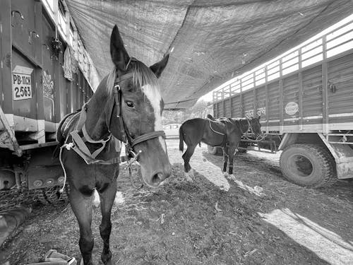 Horses with Saddles Standing between Trucks 