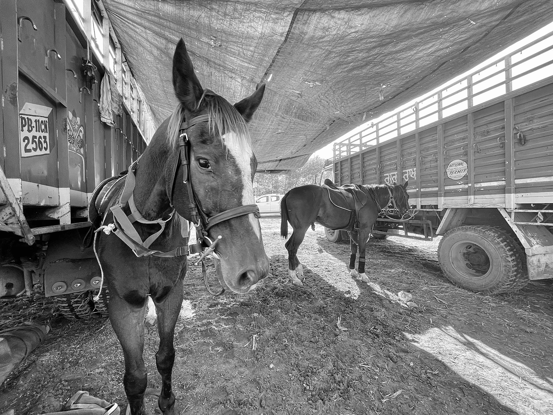 Two horses tied under a tarp with trucks in Palanpur, India. Captured in monochrome for a dramatic effect.