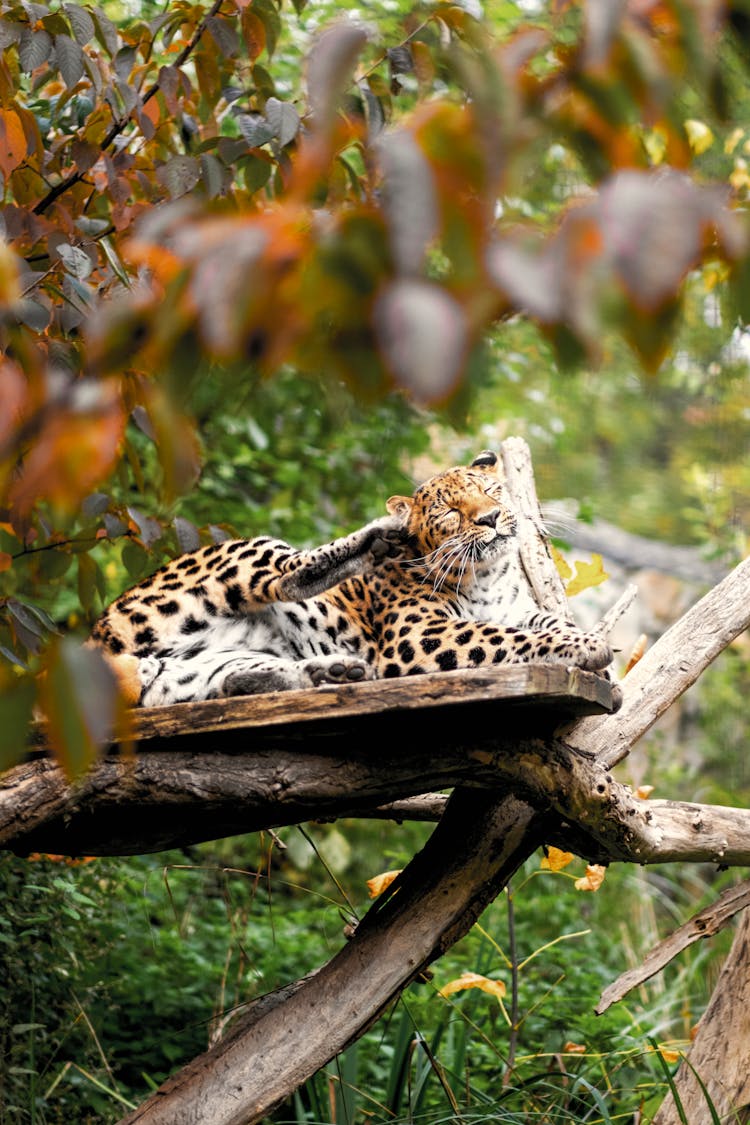 Leopard Laying Down On Tree