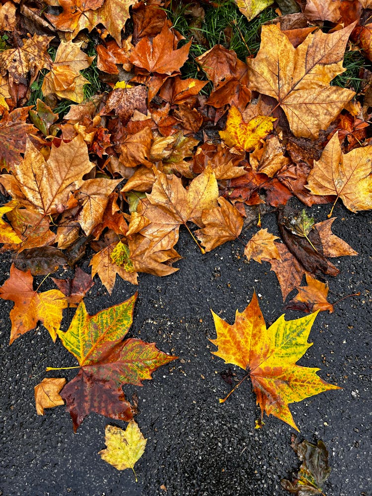 Wet Autumn Leaves On Ground