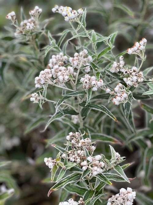 Free A beautiful close-up of delicate white flowers showcasing nature's intricate details and elegance. Stock Photo