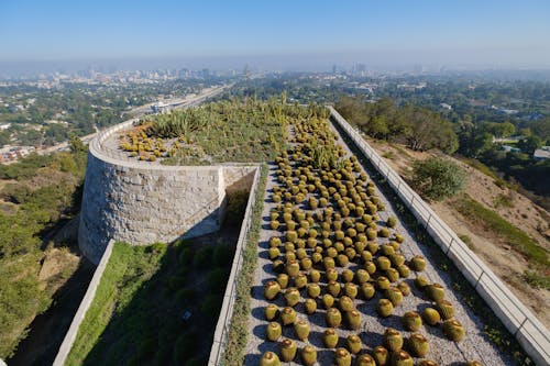 Cacti on a Fortification