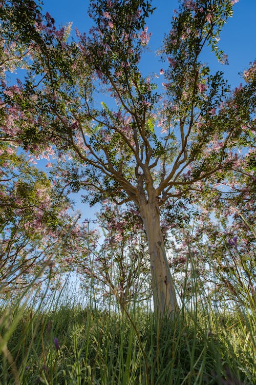 A Low Angle Shot of a Tree on Green Grass Field