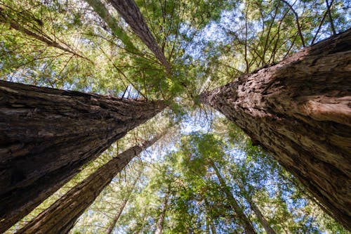 A Low Angle Shot of Tree Trunks with Green Leaves