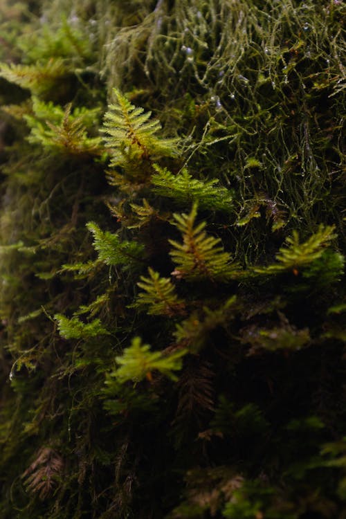 Close-up of Green Plant 