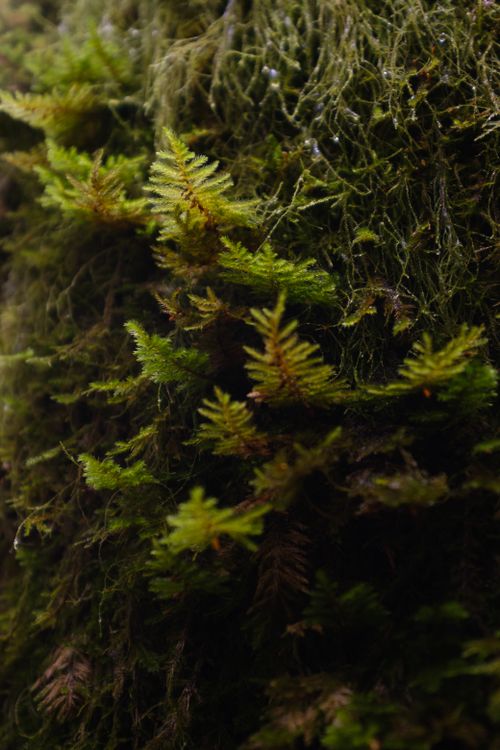 Free Detailed view of lush green moss and ferns covered with dew, in natural light. Stock Photo