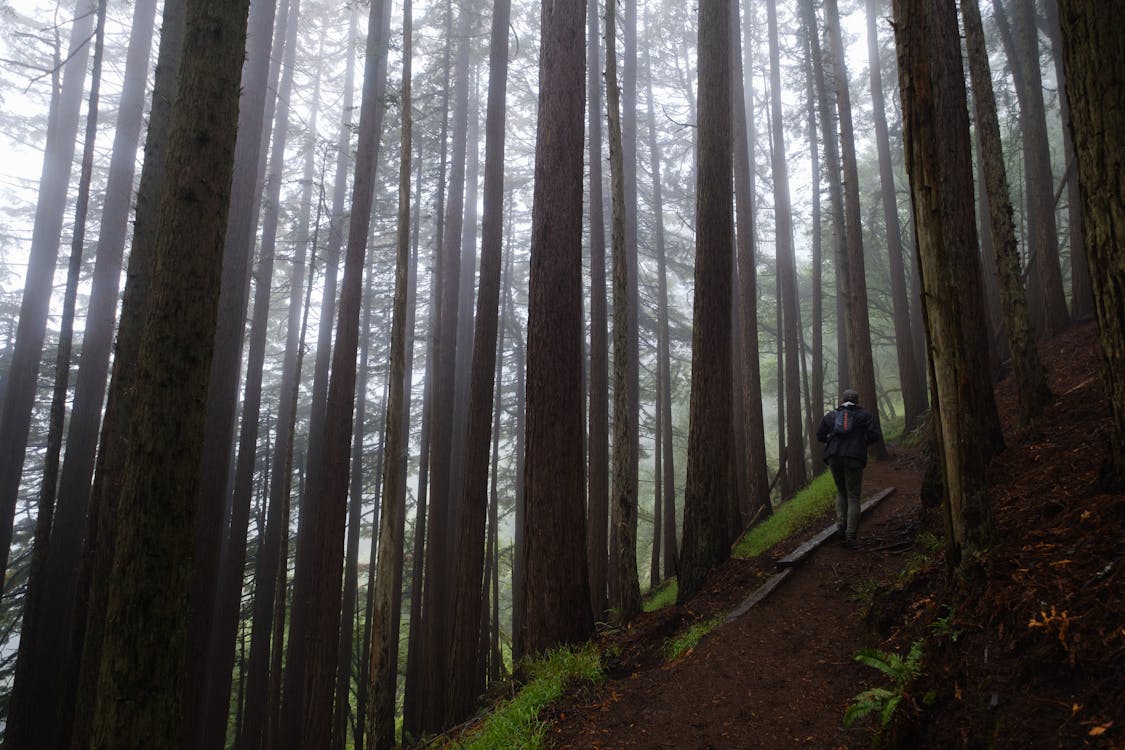 Photos gratuites de aventure, bois, contre-plongée