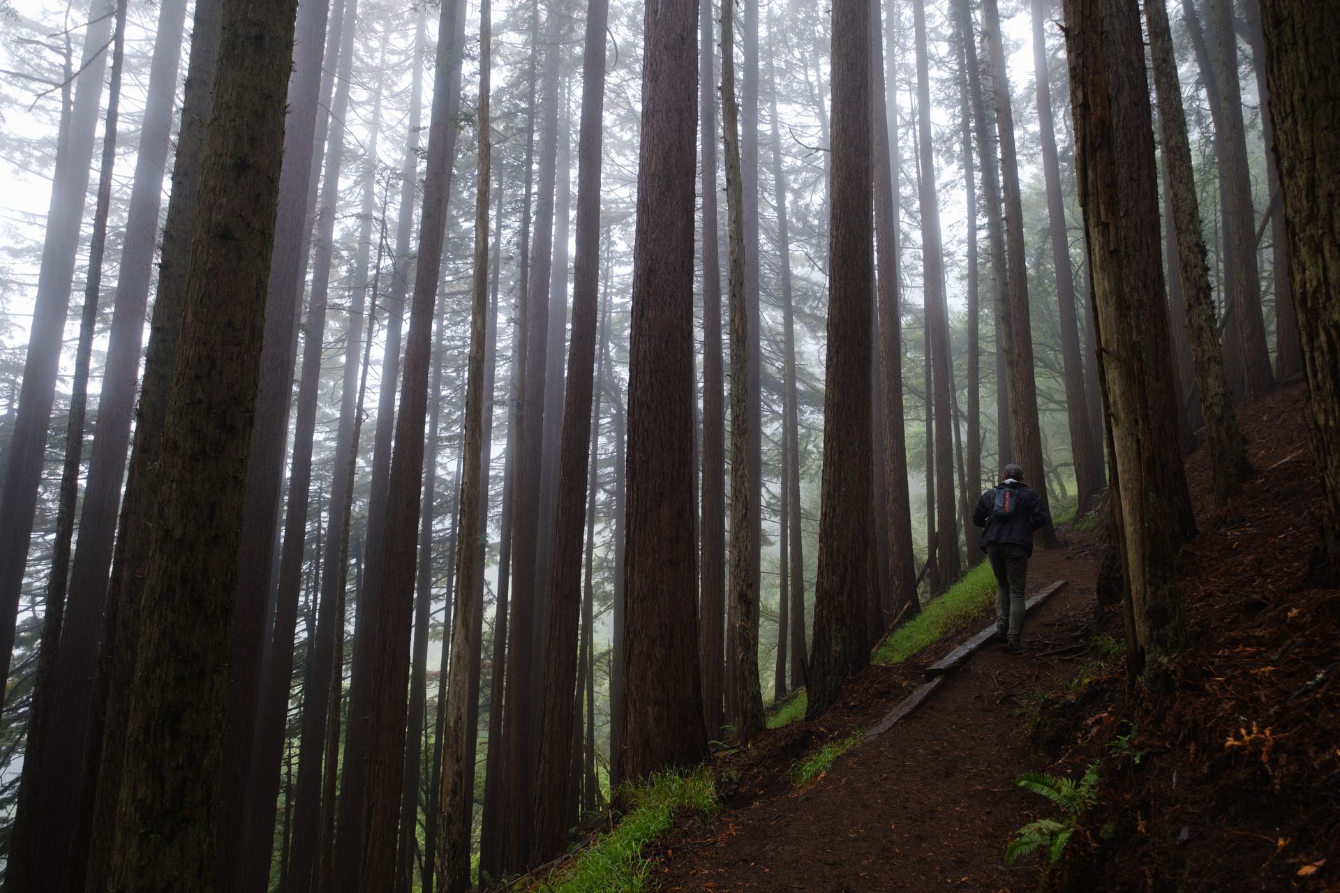Person hiking through tall redwood trees in a misty forest setting.