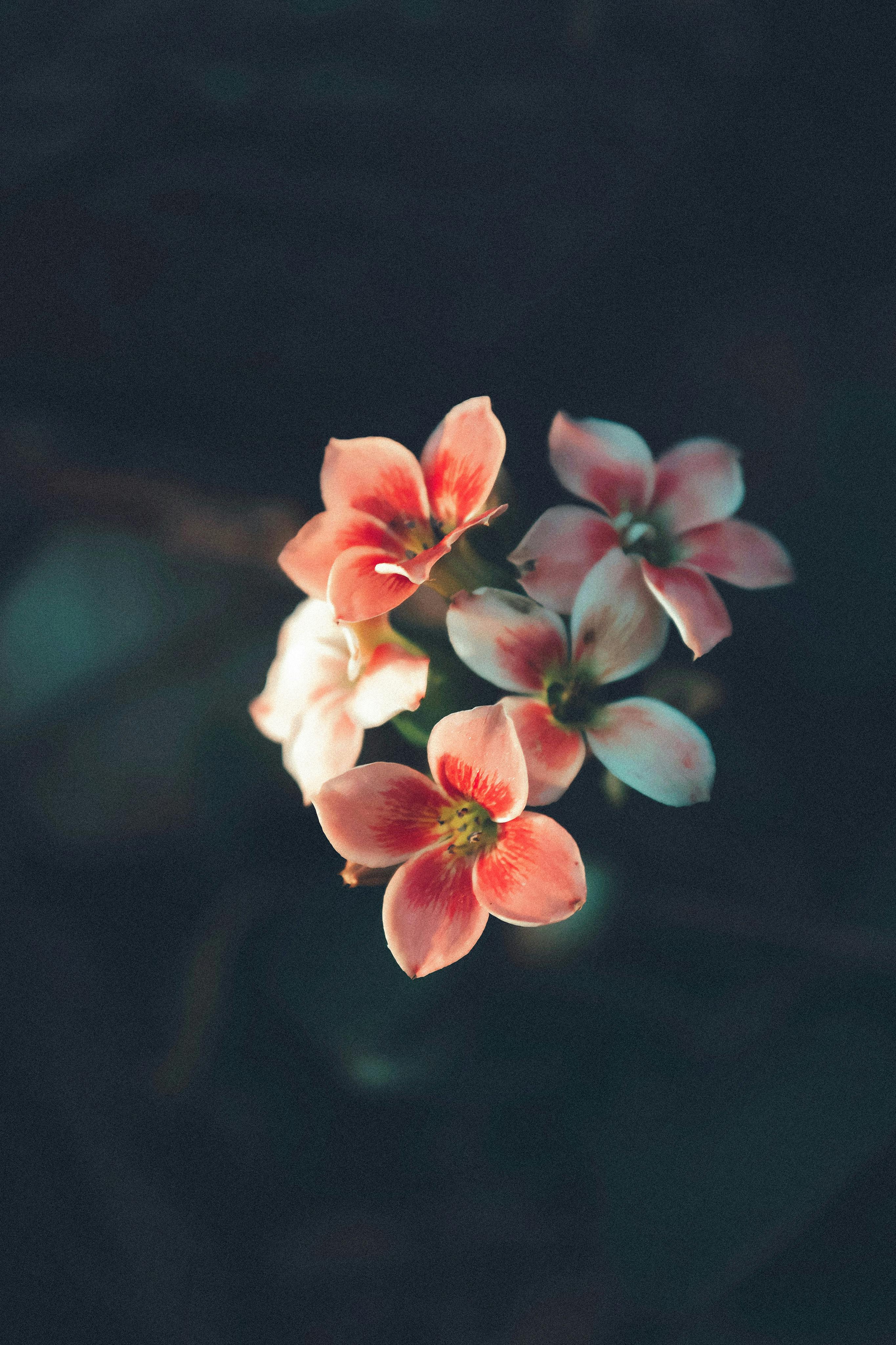 Free Close-up of pink Kalanchoe flowers with a blurred dark background, highlighting their delicate beauty. Stock Photo
