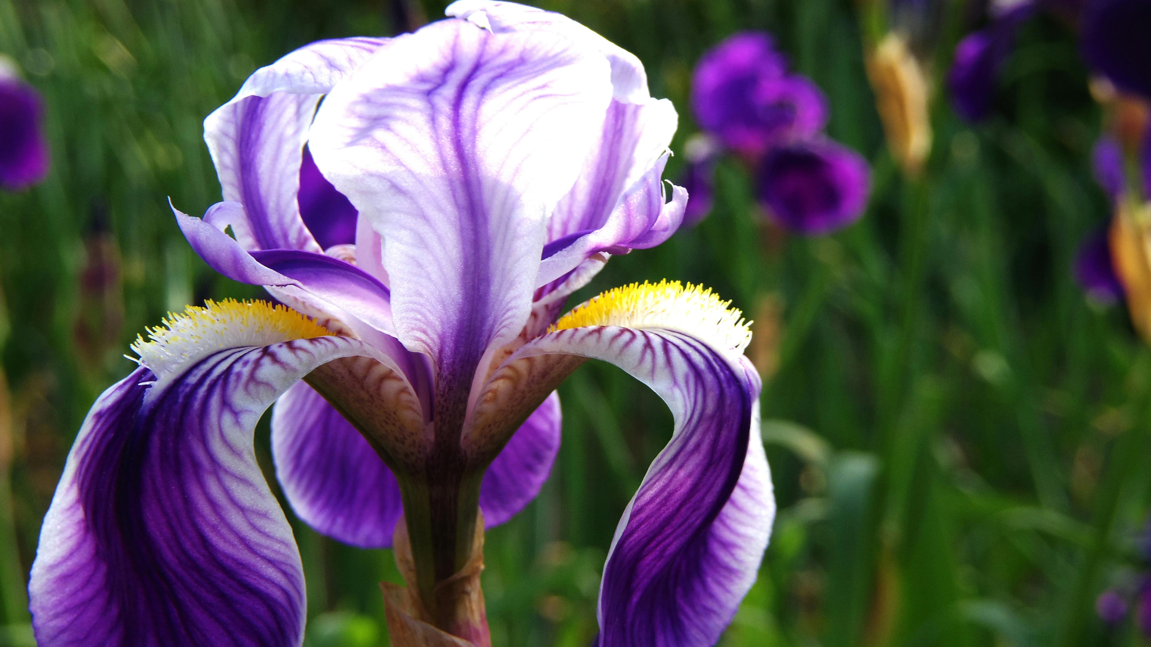 Free stock photo of flowers, iris