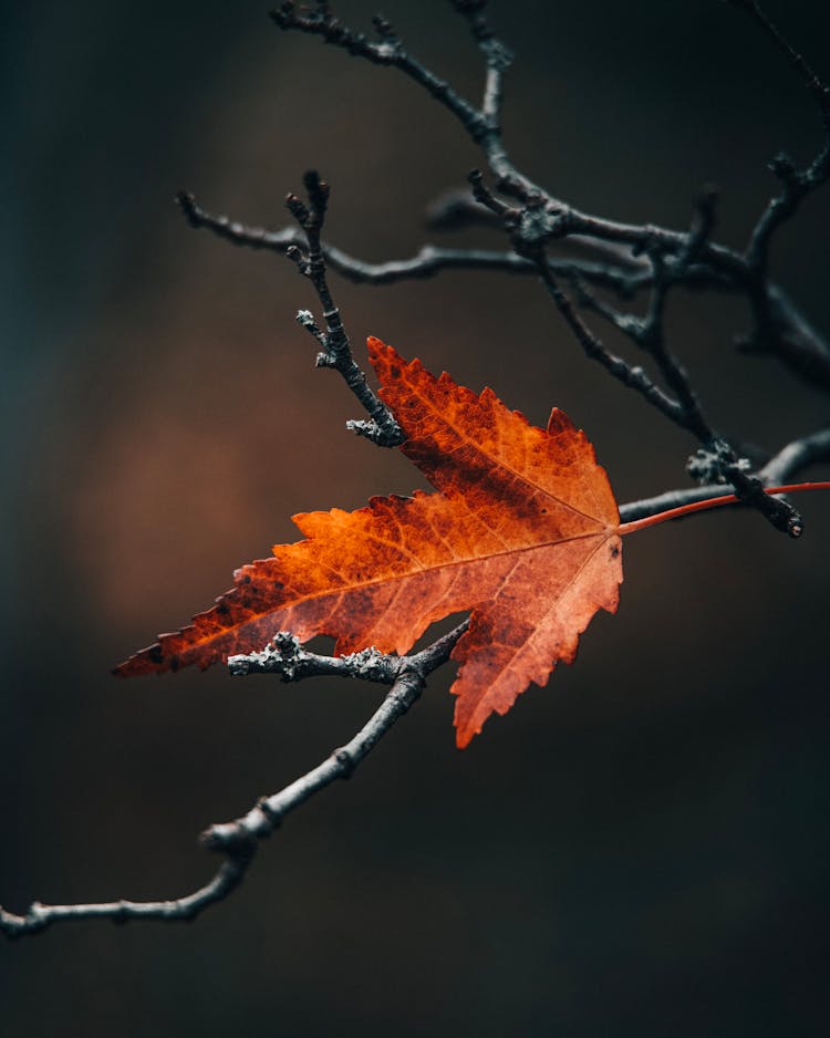 A Brown Leaf On Tree Branches