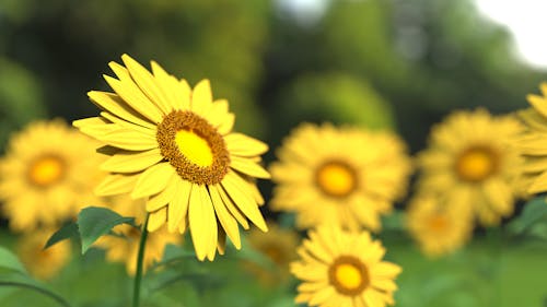 Free Macro Shot of Sunflower Stock Photo